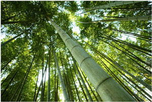 Bamboo trunks